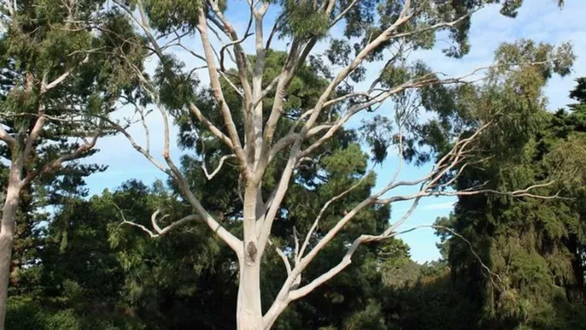 Loài thực vật này được gọi là Bạch đàn (Eucalyptus marginata), thuộc họ Đào kim nương, ban đầu xuất xứ từ Australia, nhưng nay được trồng rộng rãi ở Việt Nam.