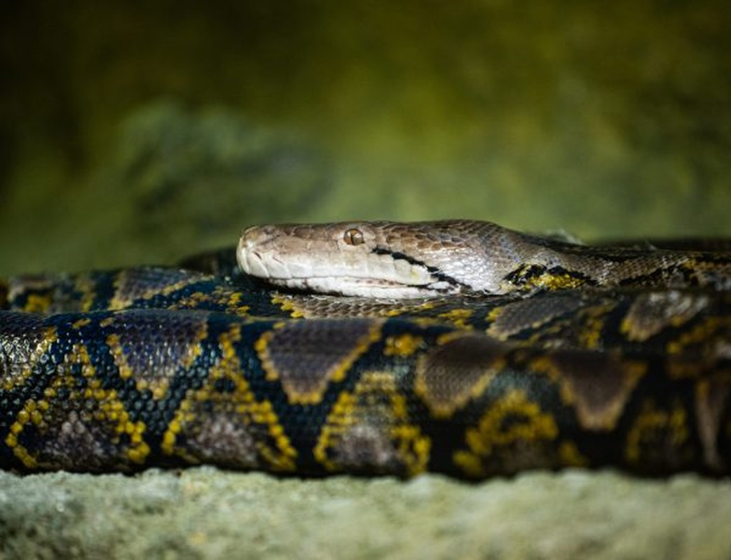 Kiểu màu sắc này được gọi là "màu sắc phá vỡ" và nó có tác dụng giúp loài trăn lưới lẩn trốn được kẻ thù cũng như khiến con mồi không nhận ra sự hiện diện của trăn.