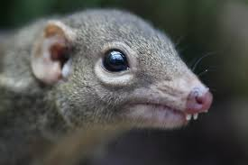 Khả năng ăn cay của chuột chù cây giúp chúng dễ dàng tìm kiếm nguồn thức ăn hơn trong tự nhiên.