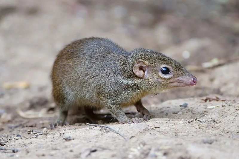 Một loài động vật có vú đặc biệt, gọi là "chuột chù cây Trung Quốc" (Chinese tree shrew), là một trong ít loài có sở thích ăn cay, tương tự như con người.