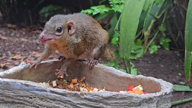 Tuy loài này thích thú với thức ăn cay nhưng chỉ có con người mới thực sự thưởng thức được cảm giác sảng khoái khi thưởng thức vị cay.