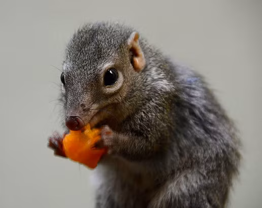 Mặc dù thuộc bộ nhiều răng (scandentia), chúng có xu hướng thích thú với thức ăn cay trong môi trường tự nhiên.