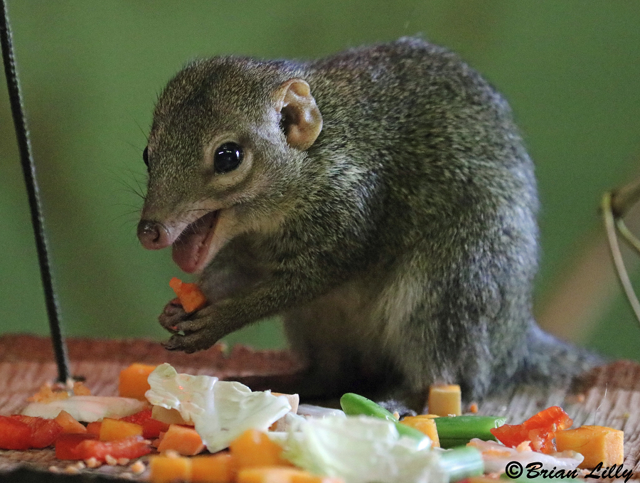 Do đó, chuột chù cây không gặp phải cảm giác này khi ăn thức ăn cay.