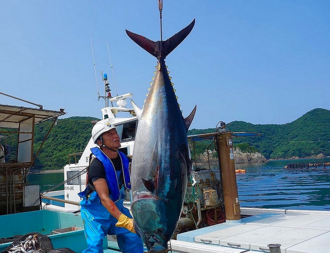 Tuy nhiên, do bị đánh bắt quá mức, số lượng cá ngừ vây xanh trên toàn cầu đang giảm sút từ những năm 1960.