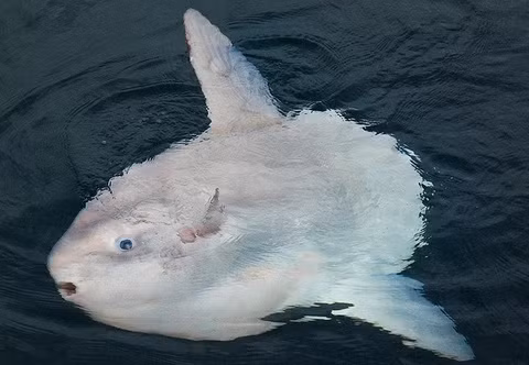 Có một loài cá lười nhác đặc biệt, được gọi là cá mặt trăng, sống trong các khu vực đại dương ôn đới, nhiệt đới, bao gồm Biển Đông.