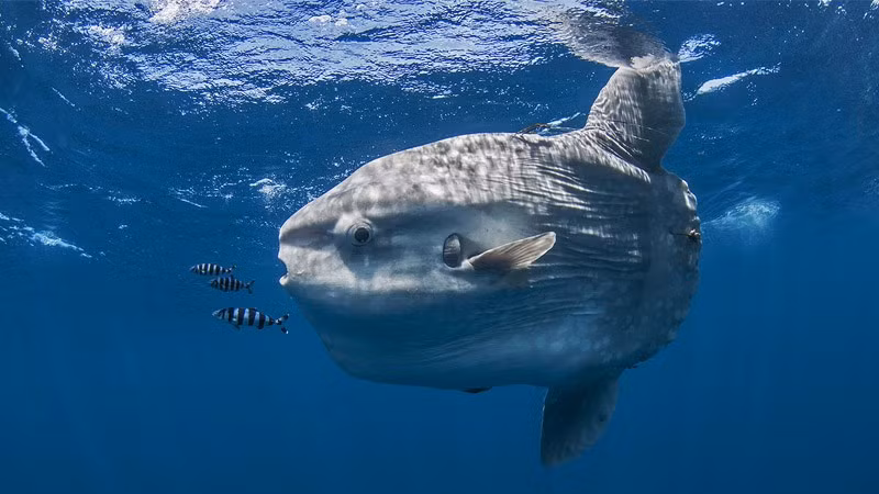 Cá mặt trăng có thể lớn đến khoảng 3,5 - 5,5m và sở hữu xương đòn nặng nhất thế giới. Tuy nhiên, khi mới nở, chúng có kích thước rất nhỏ và khó phát hiện.