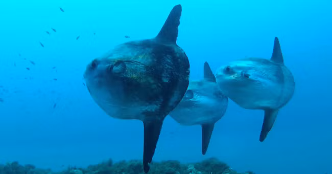 Chúng được xếp vào danh Sách Đỏ và cần được bảo vệ cấp thiết tại Việt Nam, với việc cấm hoàn toàn các hoạt động đánh bắt và khai thác.