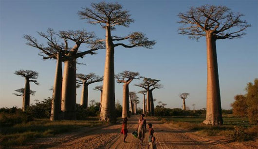 6. Đảo Madagascar: Tiểu lục địa với nền sinh thái đa dạng và nhiều loài thực vật, động vật đặc hữu.
