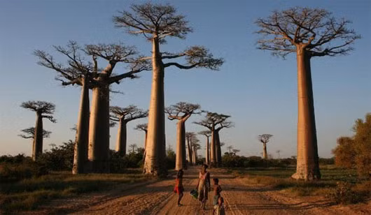 6. Đảo Madagascar: Tiểu lục địa với nền sinh thái đa dạng và nhiều loài thực vật, động vật đặc hữu.