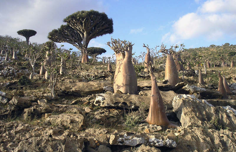 3. Đảo Socotra (Yemen): Được mô tả như "đảo ngoài hành tinh" với môi trường độc đáo, sở hữu nhiều loài thực vật và động vật đặc hữu, được UNESCO công nhận là di sản thiên nhiên thế giới.