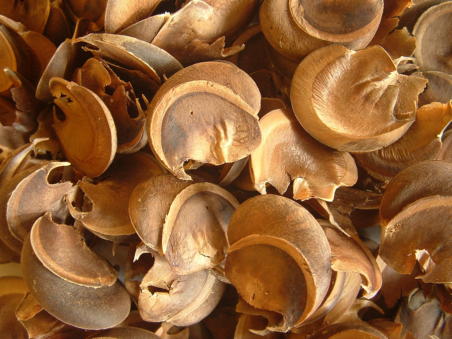 Cây này có hoa đực và hoa cái, với quả khi chín có thể phát nổ, bắn hạt giống bay xa hơn 14 mét với tốc độ 70 mét/giây.