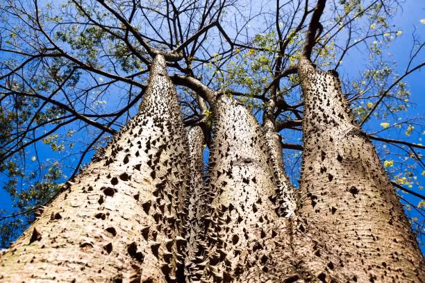 Vỏ của cây Vông Đồng được mô tả như một bộ "áo giáp" không thể xuyên thủng, với những gai nhọn rộng 1,2 cm ở phần gốc nhọn như đầu kim.