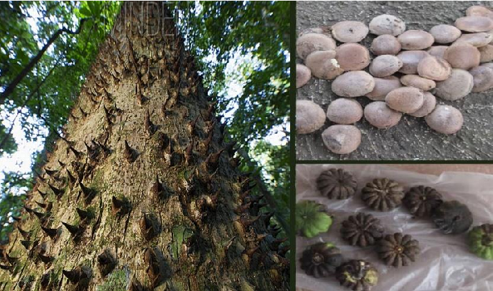 Mặc dù có chất độc, các bộ phận của cây đã được sử dụng trong y học và nhiều lĩnh vực khác, nhưng chuyên gia khuyến cáo không tự ý thử bất kỳ phương pháp điều trị nào bằng loại cây này khi không có sự giám sát của chuyên gia.