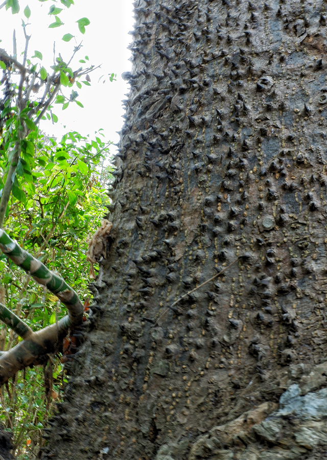 Nhựa cây có thể khiến da mẩn đỏ và gây mù tạm thời nếu dính vào mắt.