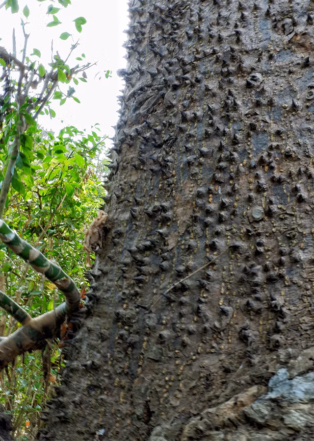 Nhựa cây có thể khiến da mẩn đỏ và gây mù tạm thời nếu dính vào mắt.