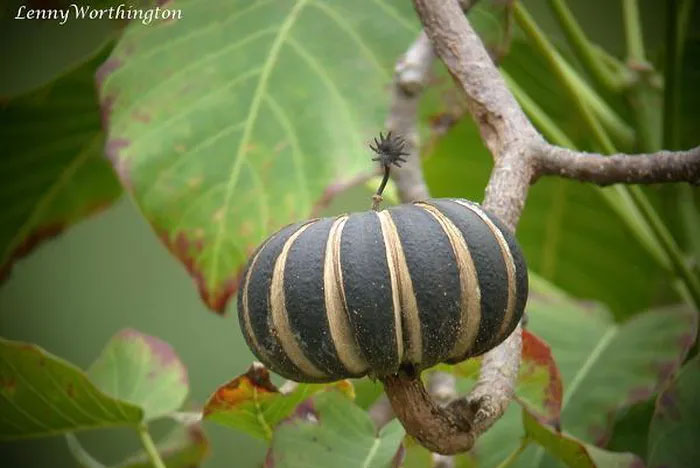 Cây Vông Đồng, có tên khoa học là Hura crepitans, bản địa ở Nam Mỹ, có quả to, cứng với khoảng 15-20 mảnh hình múi nổi tròn, hạt của nó có hình mắt chim, phía trên phủ lớp lông.