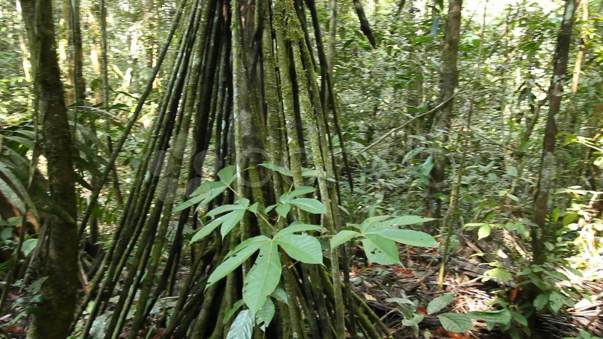 Loài cây này đóng vai trò quan trọng trong hệ sinh thái rừng nhiệt đới, cung cấp môi trường sống và thức ăn cho nhiều loài động vật, và được sử dụng bởi người dân địa phương với nhiều mục đích khác nhau.
