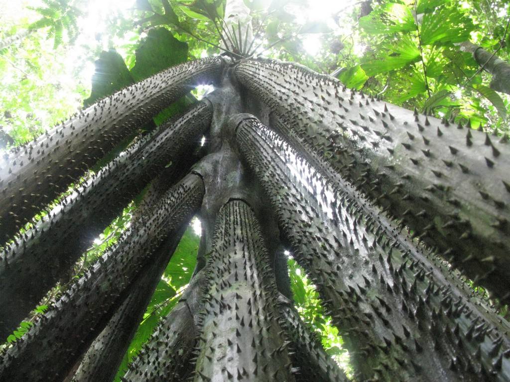 Một số rễ có thể chết đi, nhưng cây vẫn cắm rễ tại chỗ.