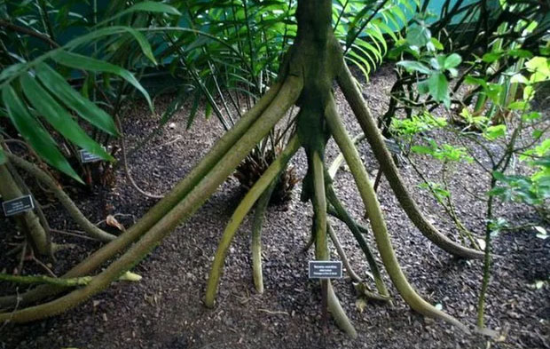 Những rễ này hoạt động như chân hoặc xúc tu, cho phép cây di chuyển lên đến vài chục mét mỗi năm.