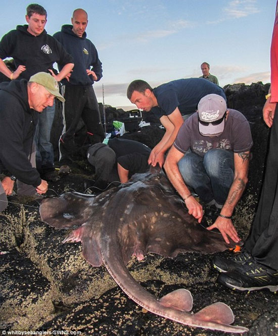 Mặc dù đã mất rất nhiều công sức để bắt con cá, nhưng Bennett quyết định thả nó trở lại đại dương. Đây được xác nhận là con cá lớn nhất từng bắt được tại Anh trong thời gian gần đây.