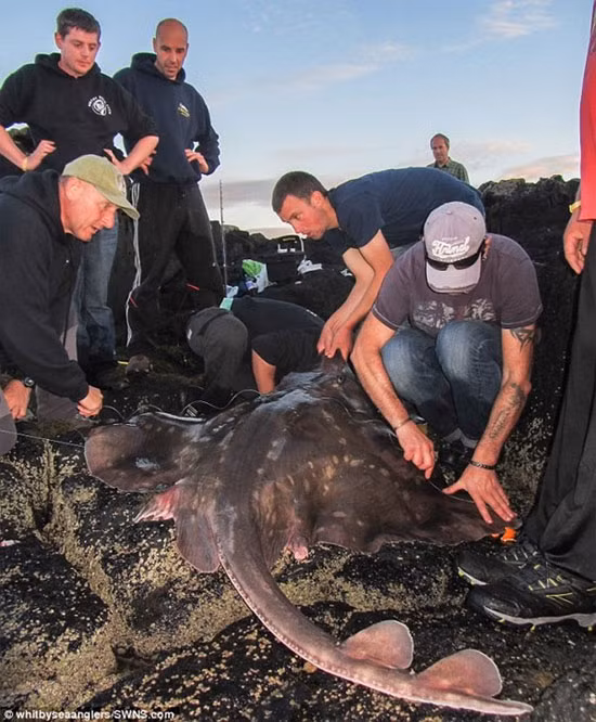 Mặc dù đã mất rất nhiều công sức để bắt con cá, nhưng Bennett quyết định thả nó trở lại đại dương. Đây được xác nhận là con cá lớn nhất từng bắt được tại Anh trong thời gian gần đây.