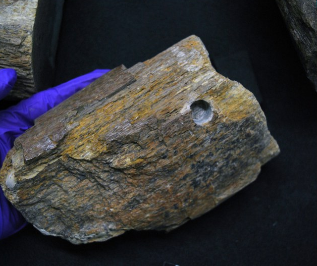 Các bằng chứng địa chất cũng cho thấy sinh vật này đã tồn tại cách đây khoảng 200 triệu năm, trong thời kỳ kỷ Tam Điệp, khi đại dương còn chiếm một phần lớn trên Trái Đất.