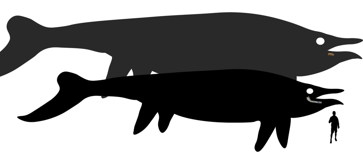 Sinh vật này có chiều dài ít nhất là 25-30 m và có thể đã sử dụng mõm nhọn để săn mồi.