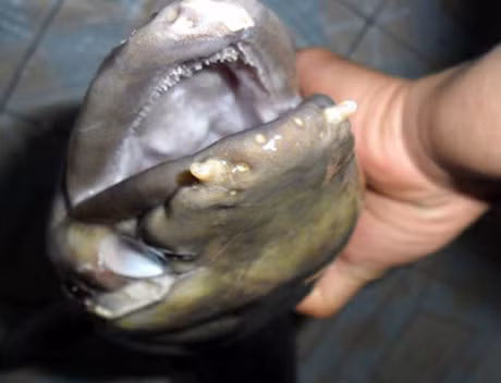 5. Cá có râu và lưỡi: Một loại cá phát hiện ở Quỳ Hợp, Nghệ An, có thân dài khoảng 1,5 m, miệng giống lươn nhưng có hai sợi râu và lưỡi to bằng ngón tay.