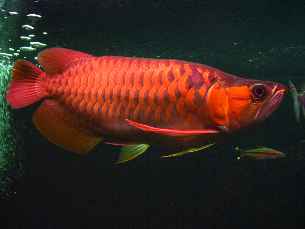 Chúng có giá trị cao và thường được nhập ngoại với giá "khủng".