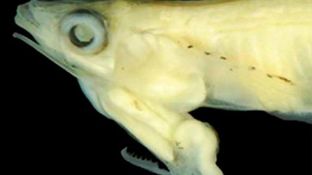 Điểm đặc biệt của chúng là con đực có bộ phận sinh dục nằm phía dưới đầu và chìa ra một "cái lưỡi cưa" để dễ dàng giao phối với con cái.