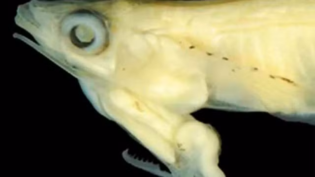 Điểm đặc biệt của chúng là con đực có bộ phận sinh dục nằm phía dưới đầu và chìa ra một "cái lưỡi cưa" để dễ dàng giao phối với con cái.