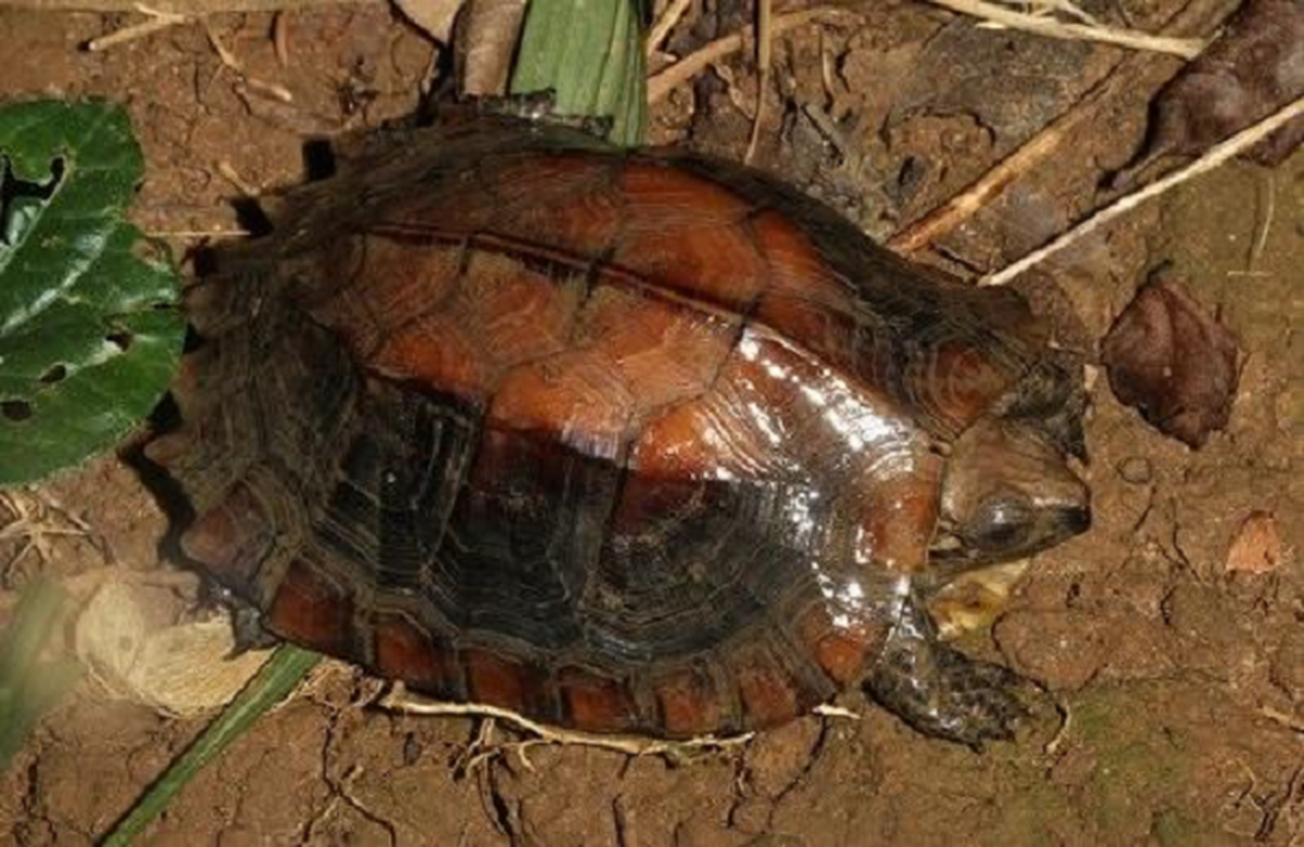 Đối với cá thể rùa đực thì đuôi của chúng thường to và dài hơn đuôi con cái. Rùa sa nhân có phần chân khá dài, giúp cho cơ thể được nâng cao so với mặt đất và giúp chúng có thể di chuyển nhanh nhẹn hơn. Da chân của chúng dày, có vảy. Phần móng chân chắc khỏe giúp chúng có thể di chuyển và đào đất tốt hơn trong khu vực rừng núi.