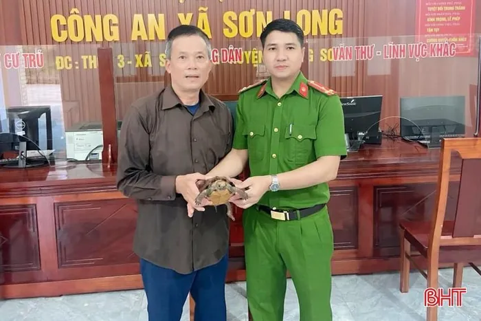 Công an xã Sơn Long đã tiến hành bàn giao cá thể rùa Sa Nhân quý hiếm này cho Hạt Kiểm lâm huyện Hương Sơn. Rùa có kích thước khoảng 25cm chiều dài, gần 20cm chiều rộng và nặng hơn 1kg. Gia đình bà Hiền đã phát hiện và bàn giao lại cá thể rùa cho cơ quan chức năng để phối hợp thả trở lại vào môi trường tự nhiên. (Ảnh: Báo Hà Tĩnh)