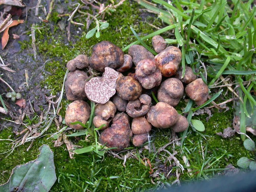 Giá trị của nấm truffle là không chỉ về mặt vị giác mà còn về giá cả.