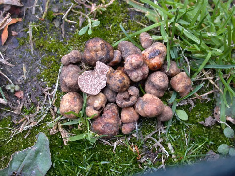 Giá trị của nấm truffle là không chỉ về mặt vị giác mà còn về giá cả.