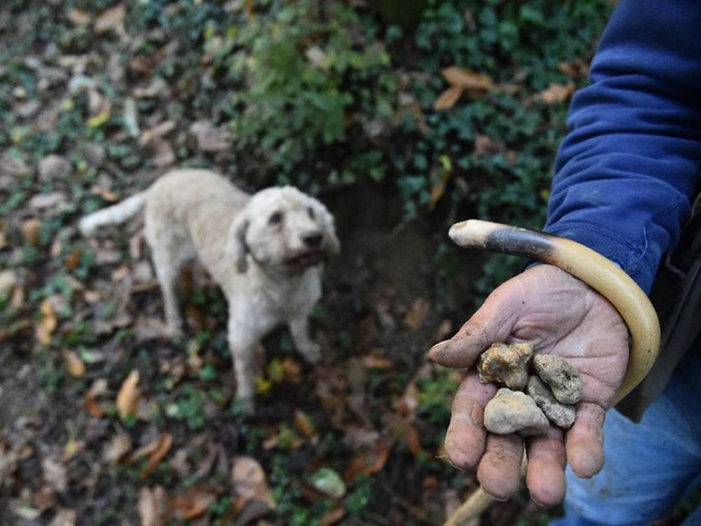 Điều này là do nấm truffle không dễ tìm và chỉ mọc ở những khu vực đặc biệt, làm cho chúng trở thành một loại thực phẩm xa xỉ và được săn lùng.