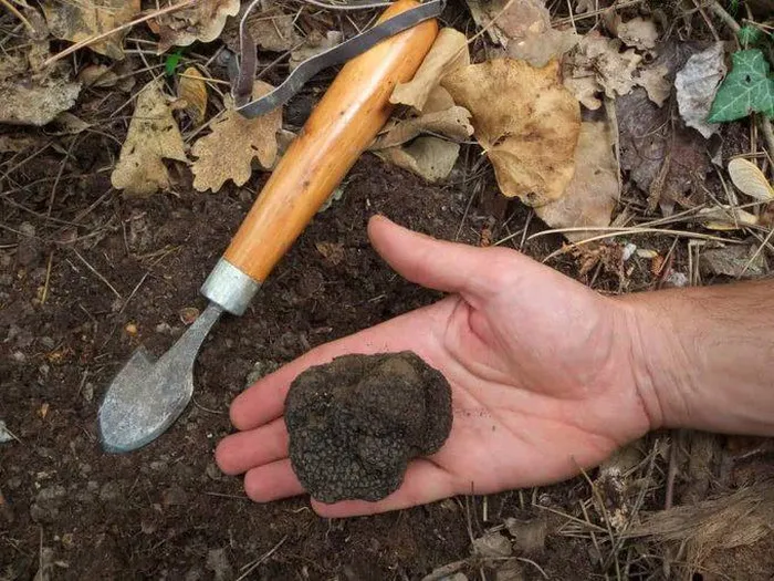 Sau khi kiểm định, ông mới biết đó là nấm truffle trắng, một loại báu vật thiên nhiên có giá trị cao.