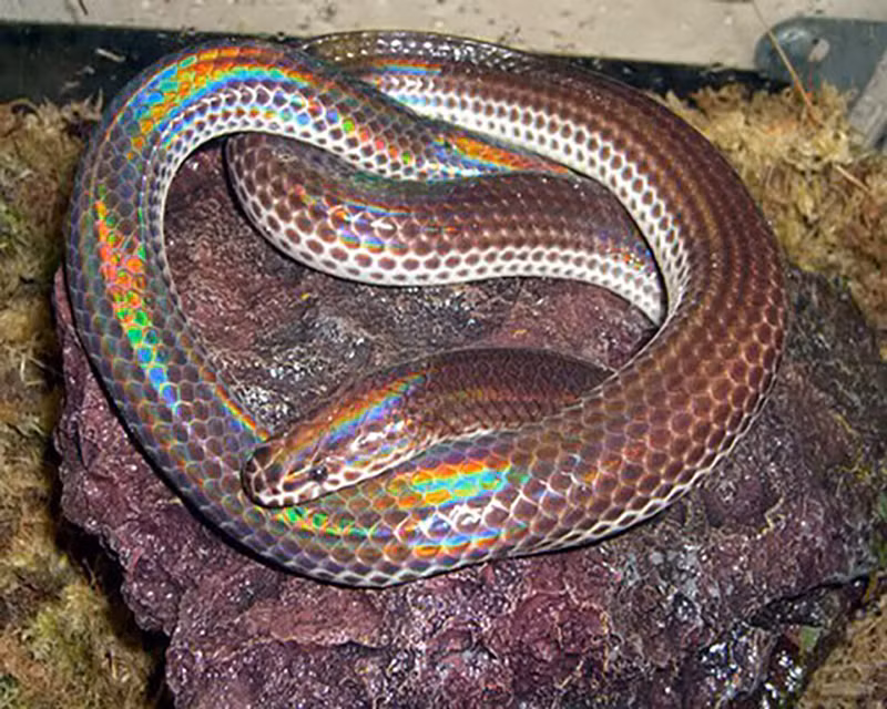  Loài rắn thân thiện này có tên là rắn hổ hành, còn gọi là rắn mống (Xenopeltis unicolor), thuộc họ rắn mống. Rắn này có khả năng thay đổi màu sắc da dưới ánh sáng mạnh và thường xuất hiện ở các quốc gia Đông Nam Á.