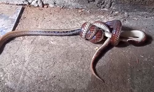 Mặc dù được gọi là "hổ" nhưng rắn hổ hành không có nọc độc.