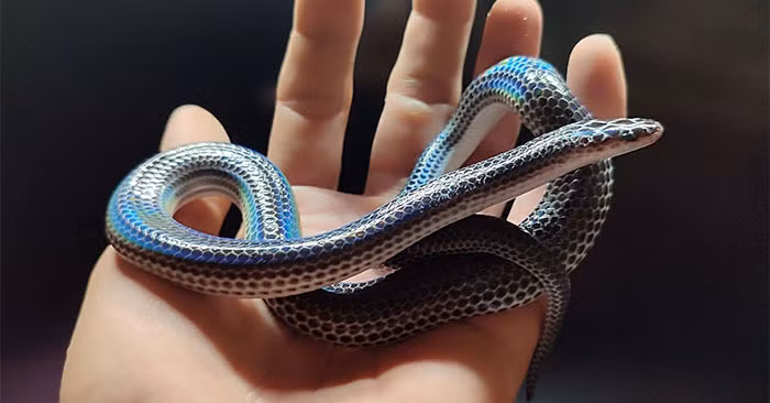 Đặc biệt, rắn hổ hành có thể kháng nọc độc của một số loài rắn độc, nhưng chỉ có thể chống lại những con có kích thước nhỏ hơn.