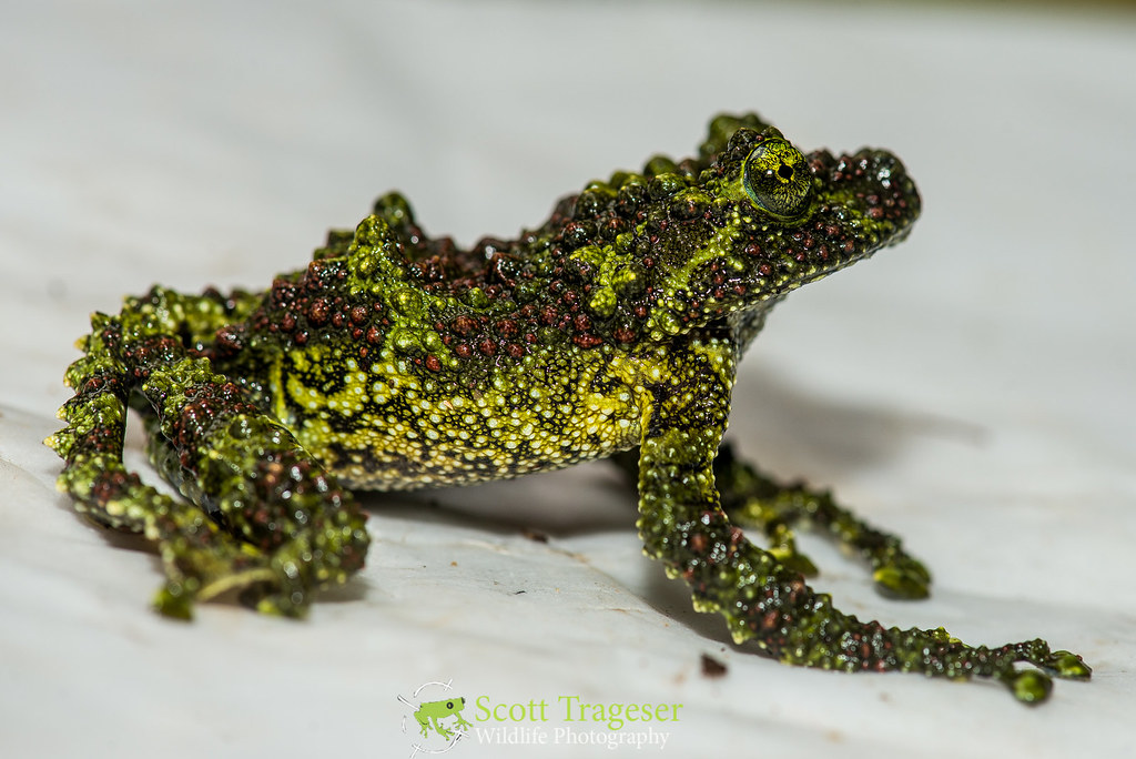 Ở phương Tây, ếch rêu trở thành một loài thú cưng được ưa chuộng, với giá dao động từ $49.99 đến $99.99 tùy thuộc vào loại, kích thước và giới tính.