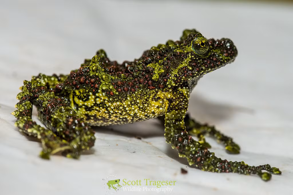 Ở phương Tây, ếch rêu trở thành một loài thú cưng được ưa chuộng, với giá dao động từ $49.99 đến $99.99 tùy thuộc vào loại, kích thước và giới tính.