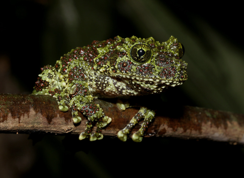 Đặc điểm này giúp chúng ngụy trang hoàn hảo trong môi trường sống của mình, thường là những kẽ hở trên tảng đá bám rêu trong các vùng nước ngọt.
