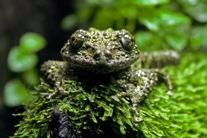  Ếch rêu Việt Nam có tên khoa học là Theloderma corticale.