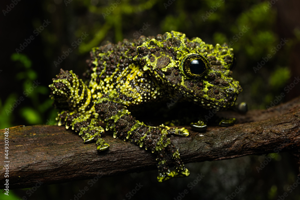 Ếch rêu Việt Nam chỉ phân bố ở một số vùng nhất định như Cao Bằng, Tuyên Quang (Na Hang), Lạng Sơn (Mẫu Sơn), và Vĩnh Phúc (Tam Đảo).