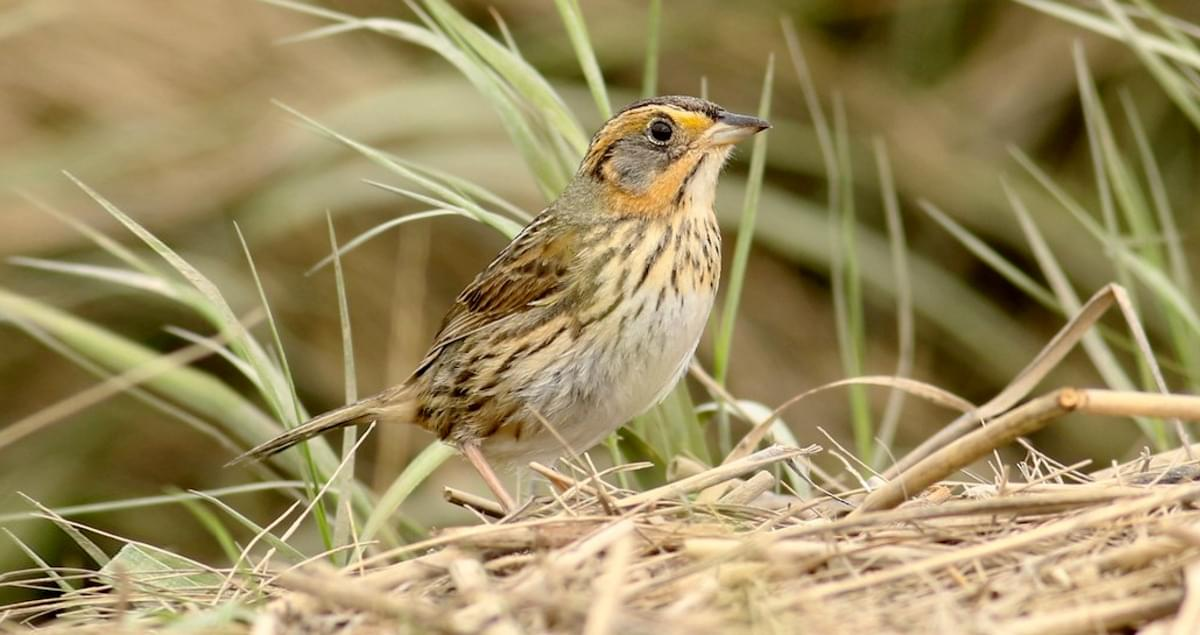 Hành vi giao phối không đồng nhất này được giải thích là một cách thích ứng với môi trường sống đầy rủi ro của chim sẻ mái. 