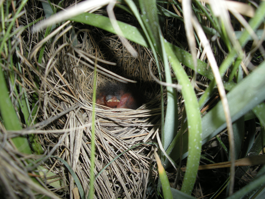 Do đó khi mất con do sóng lớn, chúng có thể nhanh chóng làm tổ mới và giao phối với nhiều con trống khác nhau để tăng khả năng sinh tồn của loài.