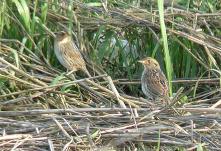 Nghiên cứu của giáo sư Chris Elphick và đồng nghiệp đã phát hiện ra rằng hầu hết các ổ trứng của loài chim này là sản phẩm của ít nhất hai chim trống khác nhau. 