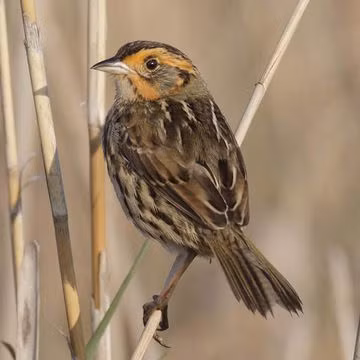 Điều này dẫn đến việc mỗi chim non có thể có một cha khác nhau, và chỉ khoảng 23% tổ chim có cùng một cha cho cả lứa con. 