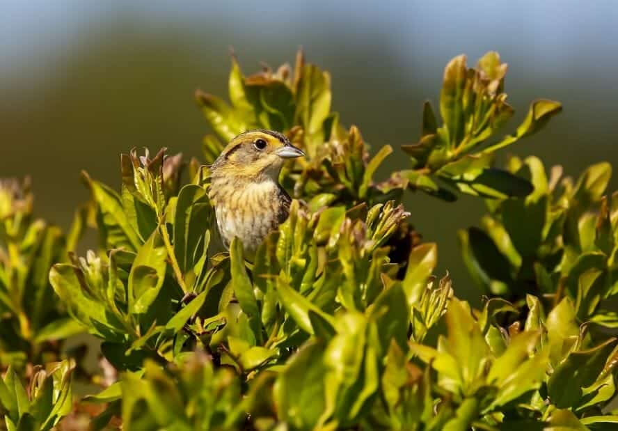 Để lũ con được hưởng những bộ gene tốt nhất, chim mái buộc phải giao phối với nhiều con trống.